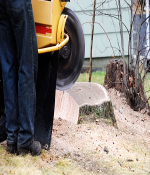 Plymouth Tree Service Image